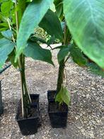 Verschillende exotische planten, Tuin en Terras, Planten | Tuinplanten, Ophalen, Vaste plant, Overige soorten, Volle zon