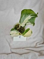 Epipremnum Happy Leaf stekjes!, Plante verte, Enlèvement ou Envoi, Moins de 100 cm, Autres espèces