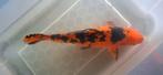 Koi