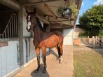 2 jarig KWPN merrie, Dieren en Toebehoren, Paarden, Springpaard, 0 tot 2 jaar, 160 tot 165 cm, Onbeleerd