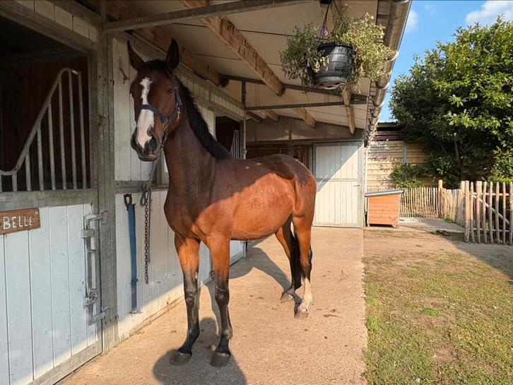 2 jarig KWPN merrie, Dieren en Toebehoren, Paarden, Merrie, Onbeleerd, 160 tot 165 cm, 0 tot 2 jaar, Springpaard, Gechipt, Ontwormd