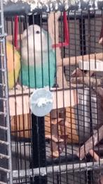 3x  AGAPORNIS dwergpapegaaien te koop  met  groote kooi, Dieren en Toebehoren, Ophalen
