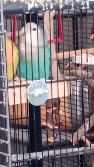 3x  AGAPORNIS dwergpapegaaien te koop  met  groote kooi beschikbaar voor biedingen