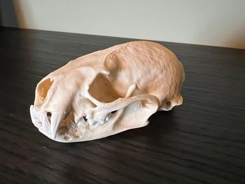 Taxidermie Schedel Vismarter Marter Fisher, Verzamelen, Dierenverzamelingen, Zo goed als nieuw, Schedel, Wild dier, Ophalen of Verzenden