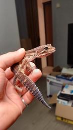 Luipaardgekko man (blacknight), Dieren en Toebehoren