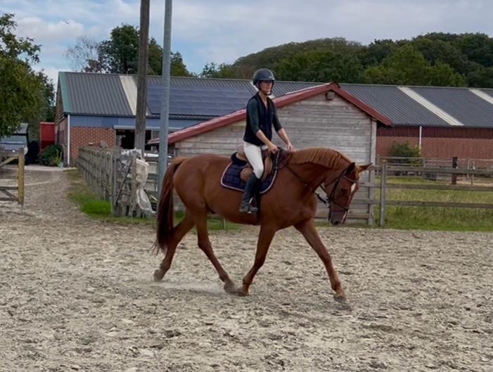 Superbrave 11 jarige ruin, Animaux & Accessoires, Chevaux, Hongre