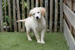 Prachtige Golden retriever pups (ouders aanwezig), Dieren en Toebehoren, Honden | Retrievers, Spaniëls en Waterhonden, Golden retriever