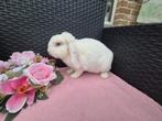 Super lieve rex dwerghangoor voedster, Dieren en Toebehoren, Vrouwelijk, Dwerg, Hangoor, 0 tot 2 jaar