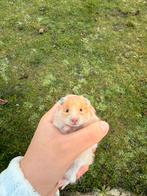 Langharige goudhamster, Dieren en Toebehoren, December, Vrouwelijk