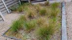 Pennisetum vanhamln struiken , 2.5 per stuk, Tuin en Terras, Planten | Tuinplanten, Ophalen