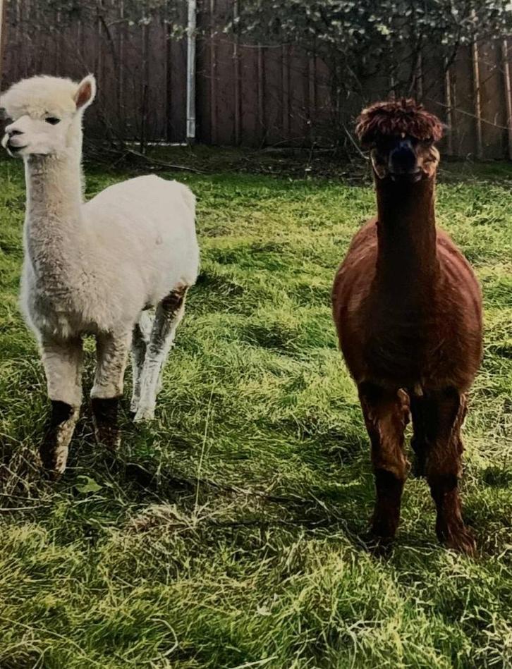 Alpaca 2 stuks te koop, Dieren en Toebehoren, Overige Dieren, Meerdere dieren, Januari