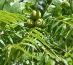 Zwarte Walnoot planten, Moins de 100 cm, Plein soleil, Autres espèces, Enlèvement