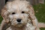 Prachtige medium Goldendoodle pups (reutjes), Dieren en Toebehoren, Honden | Retrievers, Spaniëls en Waterhonden, België, Overige rassen
