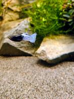 Laatste Blue dragon guppy's, Dieren en Toebehoren, Vissen | Aquariumvissen