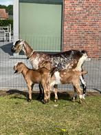 Nubische bokjes te koop!