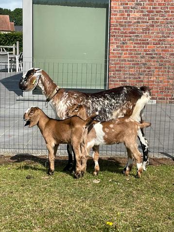 Nubische bokjes te koop! beschikbaar voor biedingen