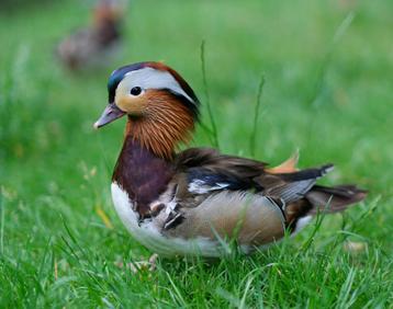 Mandarijn eend beschikbaar voor biedingen