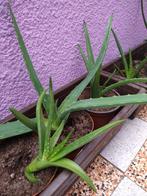 Aloe vera plantjes +/- 30cm, Tuin en Terras, Ophalen