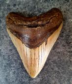 MEGALODON TAND USA	150	gr	10.6x8.3x2.1	cm, Ophalen of Verzenden, Fossiel