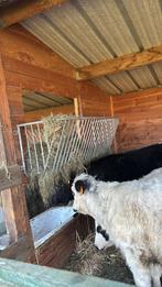 Hooiruif muurmodel, Dieren en Toebehoren, Stalling en Weidegang