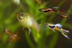 Jonge Endler Guppies – Mannetjes & Kweekgroep, Vis, Zoetwatervis