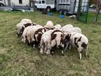 schapen te koop, Mannelijk, Schaap, 0 tot 2 jaar