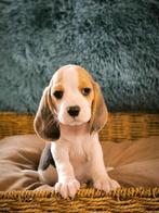 Hier geboren,ouders aanwezig Beagle pupjes te koop, CDV (hondenziekte), Meerdere, 8 tot 15 weken, Meerdere dieren