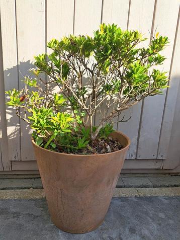 Rotsheide (Pieris japonica) beschikbaar voor biedingen