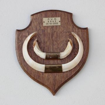 Groot schild tanden EVERZWIJN / WILD ZWIJN - ref. N beschikbaar voor biedingen