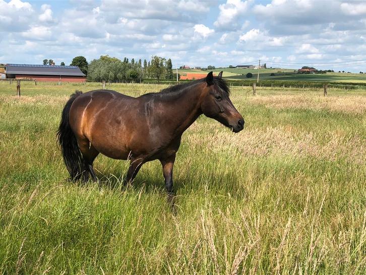 Leuke 20-jarige c-pony, Dieren en Toebehoren, Pony's, Ruin, B, C pony (1.27m tot 1.37m), Recreatiepony, 11 jaar of ouder, Gechipt