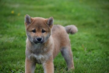 Shiba inu pups nieuw nestje, Dieren en Toebehoren, Honden | Poolhonden, Keeshonden en Oertypen, 8 tot 15 weken, Buitenland, CDV (hondenziekte)