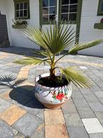 Palmboom in “Spaanse” keramiek pot, Tuin en Terras, Ophalen, Palmboom