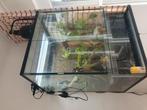 Reuzendaggekko met terrarium en apparatuur, Dieren en Toebehoren, Ophalen, Zo goed als nieuw, Terrarium of Paludarium