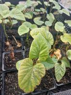 Zoete aardappel/ battaat 'erato white ' p9, Ophalen