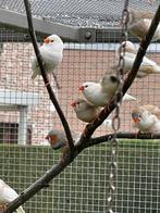 zebravinken, Dieren en Toebehoren