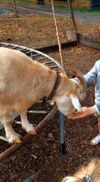 2 geiten te koop, Dieren en Toebehoren, Schapen, Geiten en Varkens, Vrouwelijk, Geit, 3 tot 5 jaar