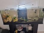 Aquarium met kast en vissen in, Ophalen, Gebruikt, Verlichting of Verwarming