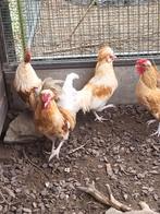 Jonge padua hanen, Dieren en Toebehoren, Pluimvee, Mannelijk, Kip