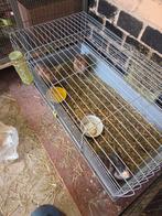 3 dwergkonijntjes te koop, Dieren en Toebehoren