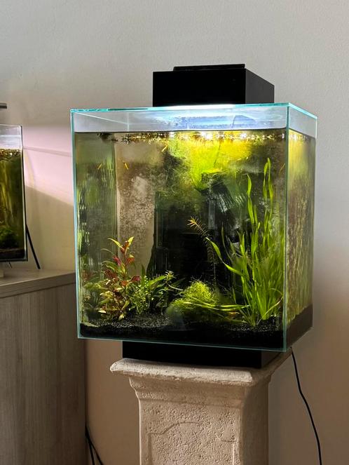 Fluval edge 46 + decoratie +verwarming, Dieren en Toebehoren, Vissen | Aquaria en Toebehoren, Zo goed als nieuw, Ophalen