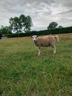 ram lammeren dek/slacht, Dieren en Toebehoren, Schapen, Geiten en Varkens, Meerdere dieren, Schaap