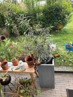 Olijfboom(struik) in mooie pot, Tuin en Terras, Planten | Tuinplanten, Ophalen of Verzenden