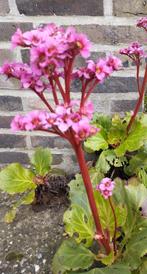 Mooie roze schoenlapperplant voor buiten, Enlèvement, Printemps, Plante fixe, Autres espèces