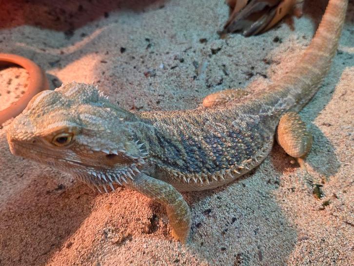 Bardagaam met kast mannetje en vrouwtje, Dieren en Toebehoren, Reptielen en Amfibieën