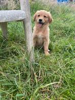 Mooie golden retriever pups!, Dieren en Toebehoren, Golden retriever, België, CDV (hondenziekte), 8 tot 15 weken