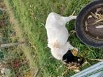 Zuivere dorper ram te koop, Dieren en Toebehoren