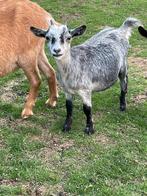 Mini  geitjes miekes, Dieren en Toebehoren, Vrouwelijk, Geit, 0 tot 2 jaar