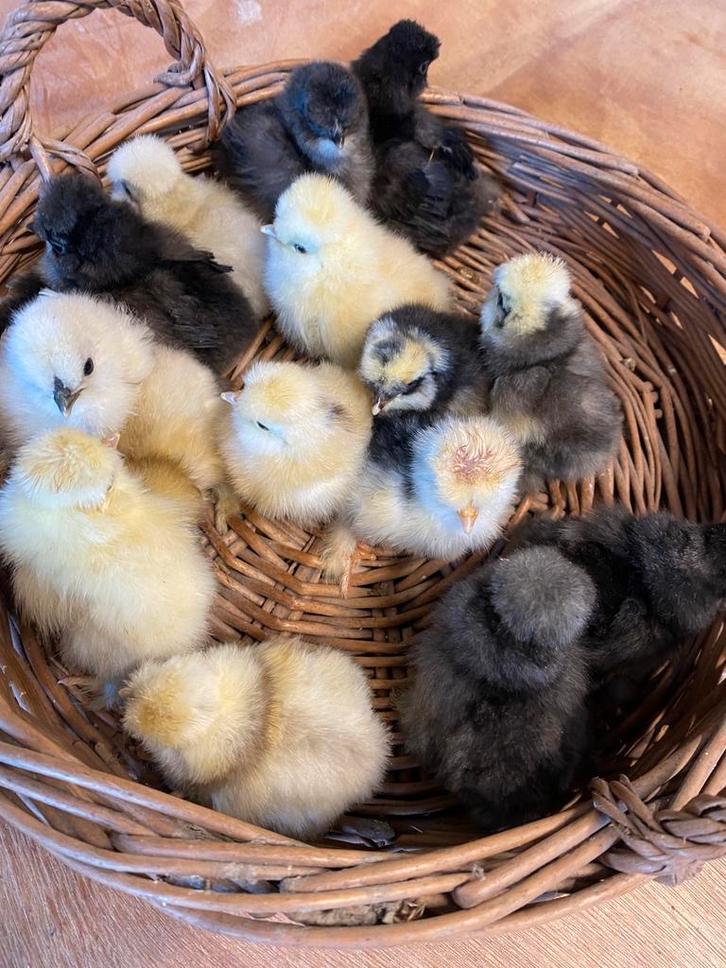 Kuikentjes USA Zijdehoen grote keuze, Dieren en Toebehoren, Pluimvee, Kip, Geslacht onbekend