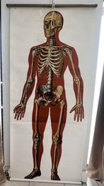 Anatomische Schoolplaat van het Skelet, Antiek en Kunst, Antiek | Schoolplaten, Ophalen of Verzenden