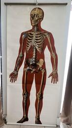 Assiette scolaire anatomique Skeleton, Enlèvement ou Envoi